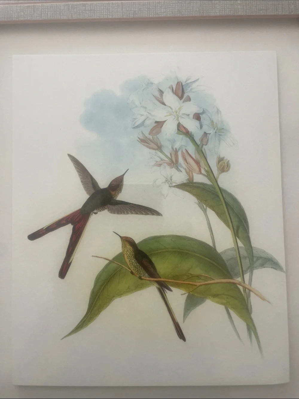 John Gould Hummingbirds Gold & Brown Framed Print with Cream Mat reproduction